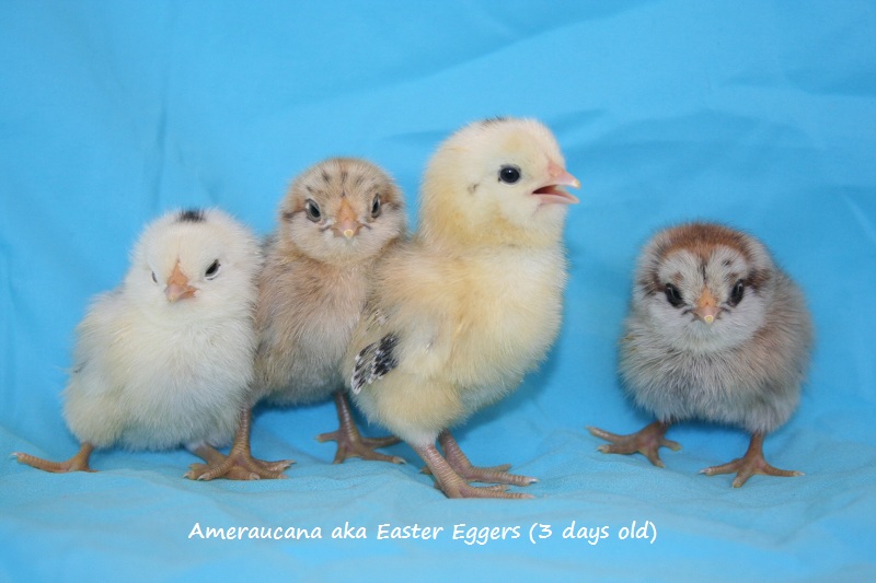 Marin Chickens: The chicks are 3 weeks old (Easter Eggers, Silkies, Buff Or...