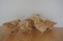 Marin Chickens: The chicks are 3 weeks old (Easter Eggers, Silkies