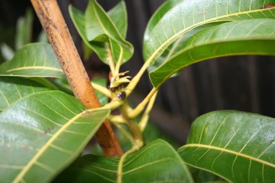 Mango Trees – Week 1: January 22, 2009