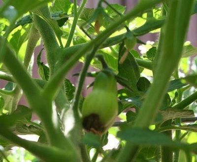 First Tomato Casualty: San Marzano & BER (Blossom End Rot)