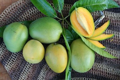 Fairchild Garden Curator’s Choice for Mangos