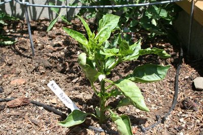 Ace Pepper has a blossom!