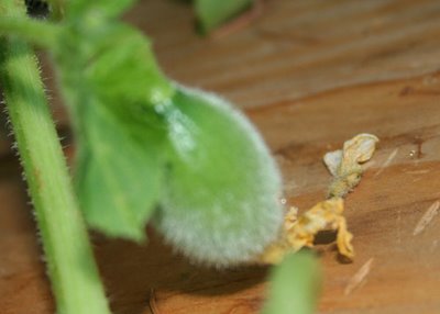 Melon Update: Arava, Charentais, Honey Orange all have fruitset!