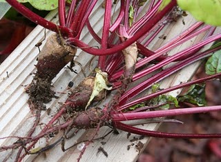 Fall Garden: Broccoli & Cauliflower