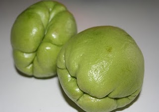 Growing Chayote in Northern California
