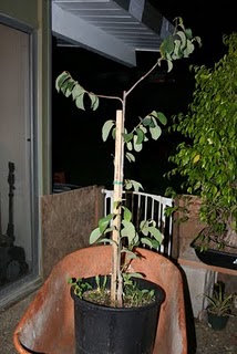 Repotting the Chaffey Cherimoya