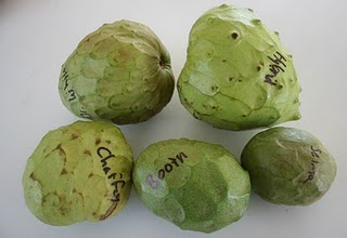 Cherimoya Review: Selma, Dr. White, Chaffey, Booth, Hybrid