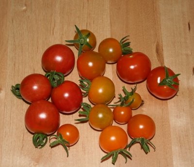 Tomato Update & Harvest: Stupice, Cherries, Oaxacan Jewel