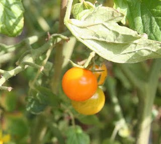 Vegetable Garden Update: November 2009