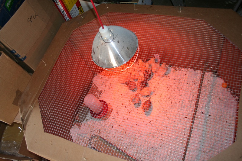 Homemade Chick Brooder Marin Homestead