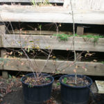 chinese-elm-012311