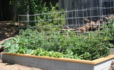 Vegetable Garden Update June 7, 2009