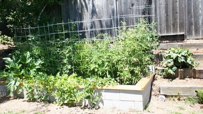 Cinderblock & Wood Garden Update: June 25, 2009 (2 months)