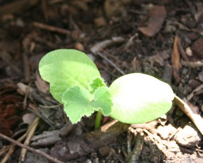 Mystery Plant in our Compost