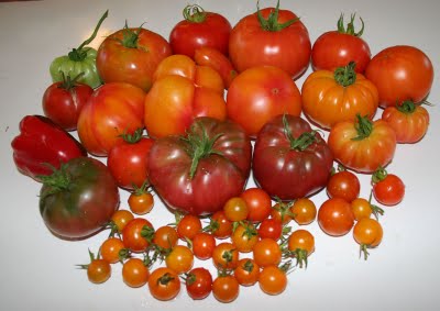 More tomatoes