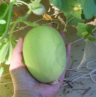 Melon Update: Arava, Charentais, Honey Orange 1 week fruitset
