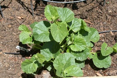 Melon Plants