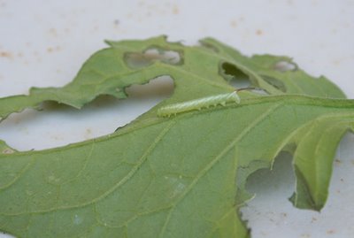 The Garden Bad Guys (Hornworms & Cabbage Looper)!