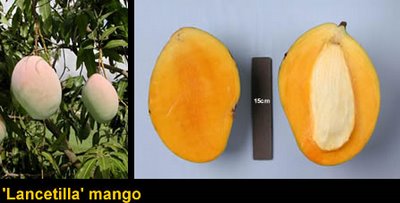 Lancetilla Mango