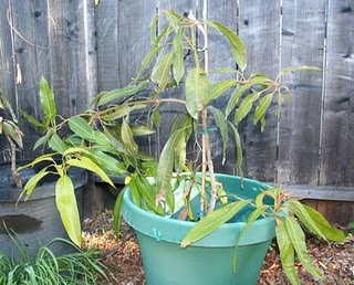 Mango Update: Lancetilla Mango Tree