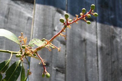 Fruit Tree Update: Babcock Peach & Lancetilla Mango