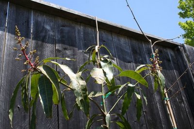 Mango Tree Update May 14, 2009