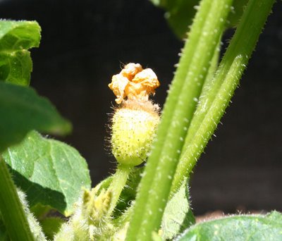 Lemon Cucumber