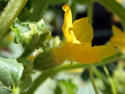 Lemon Cucumber: female blossom