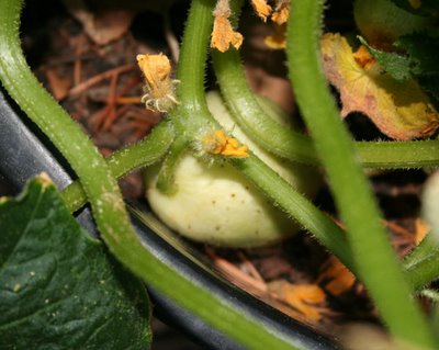 Lemon Cucumbers are HERE!