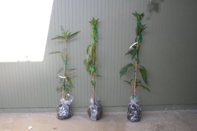 My Mango trees are HERE!