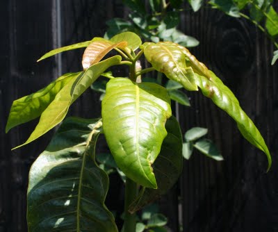 Northern California Mango Tree Update: Carrie, Lancetilla, Glen, Icecream