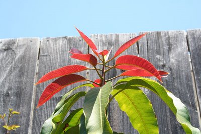 Tropical Trees