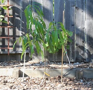 Mango Tree Update 2010