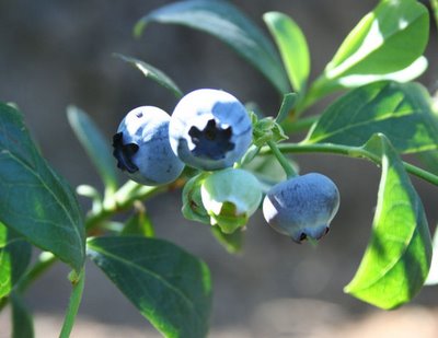 Blueberry Update: Misty & Sunshine