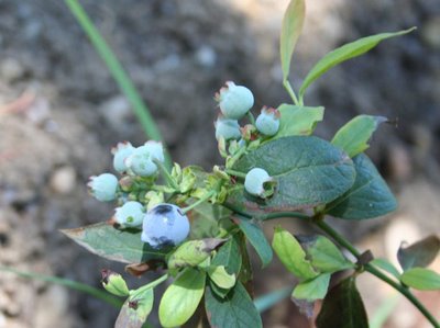 First Ripe Misty Blueberry: June 3, 2009