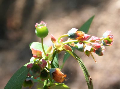 Blueberry Plant: First blueberry!!