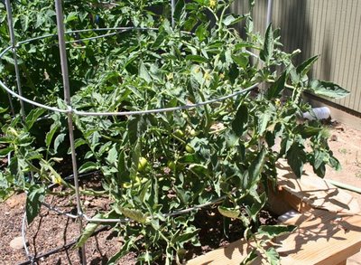 Oaxacan Jewel: Stubby little plant