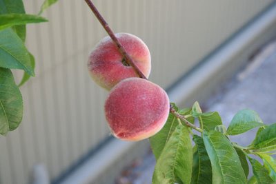 Babcock Peach Update