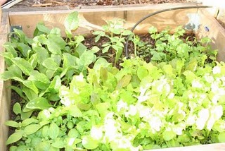 Shaded herb garden: 1 month update