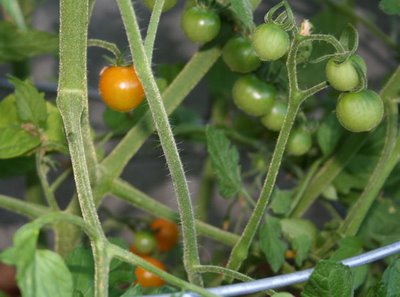 Cherry Tomatoes are RIPE!