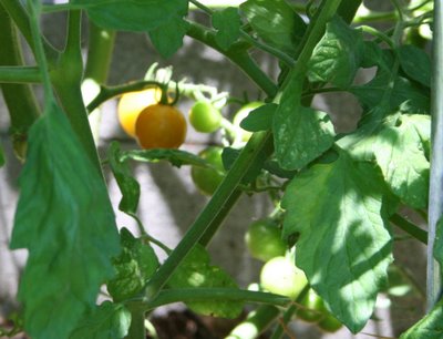 First Ripe Tomato of the Season: Sun Sugar