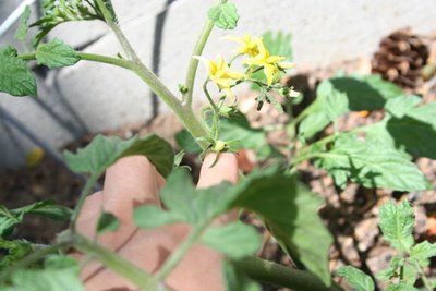 Vegetable Garden update May 14, 2003: first tomato fruit set!!