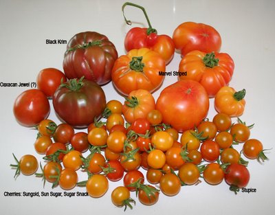 Tomato Harvest (3 months since plant out date)