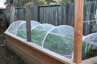 Tulle Covered Garden