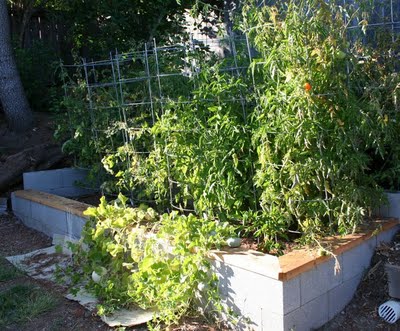 Garden Update: August 23, 2009 (4 months)