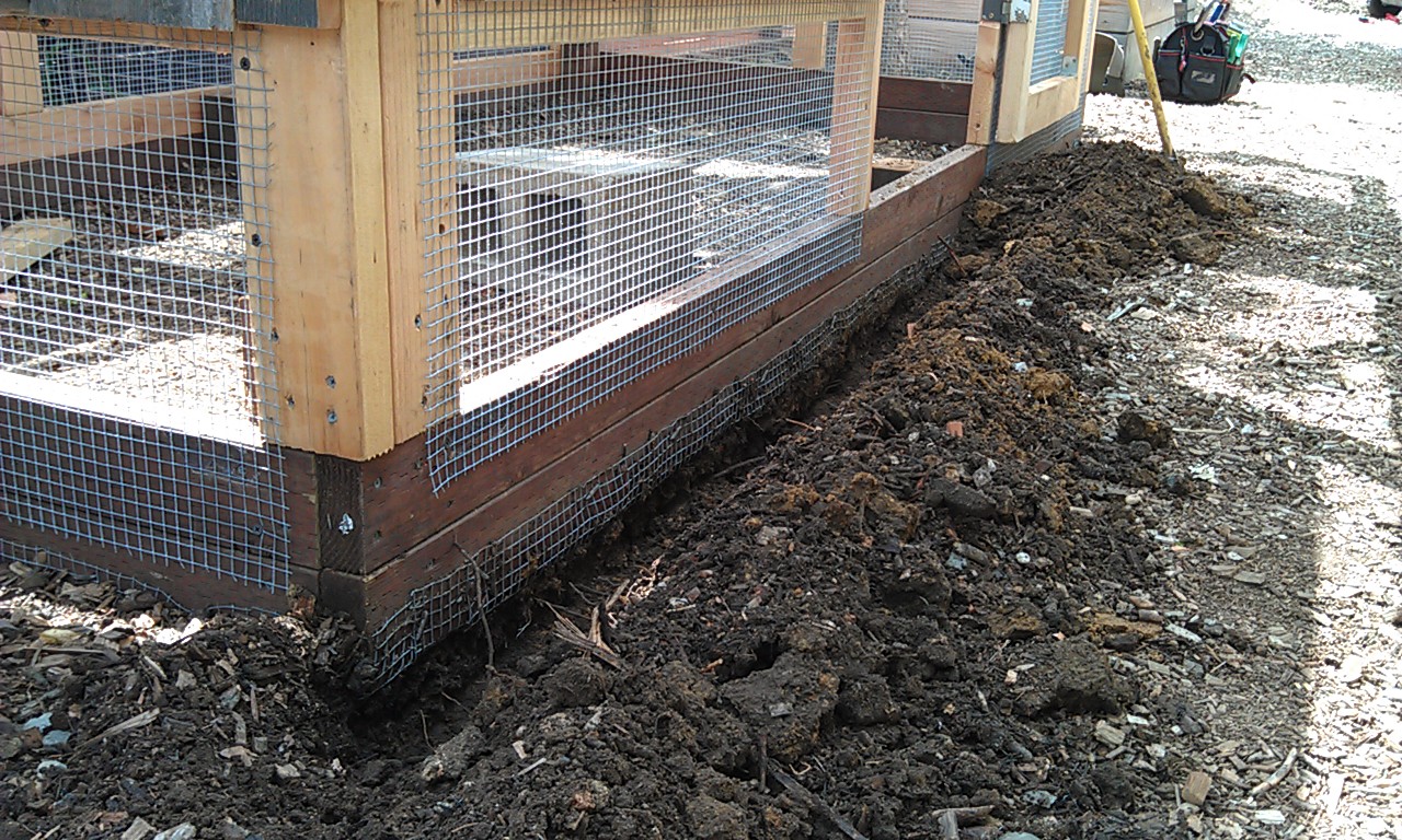chicken-coop-building-071 Marin Homestead