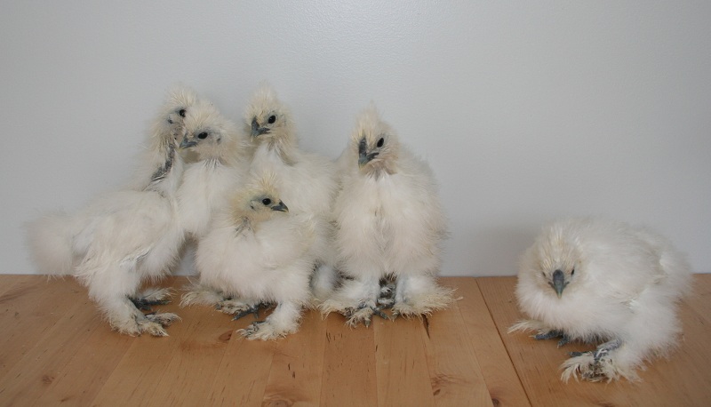 Marin Chickens: 6 weeks old