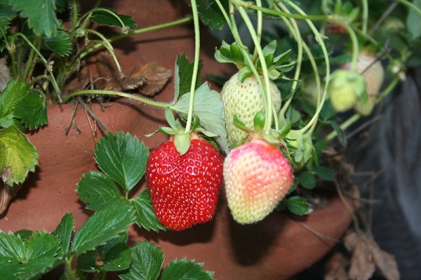 Marin Garden: Blueberries, Raspberries, Strawberries…
