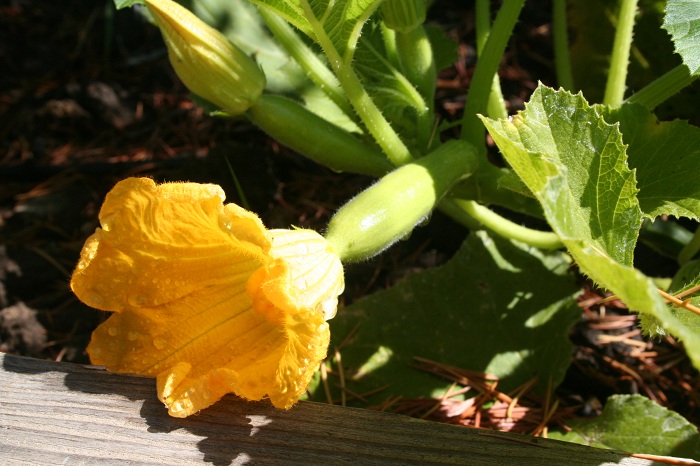 Garden Update July 2011: Tomatillo, Diva Cucumber, Zephyr Squash, & 8-Ball Squash