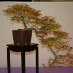 rebs-bonsai-show-21011-01